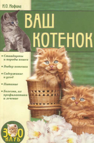 . Ваш котенок