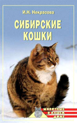 . Сибирские кошки
