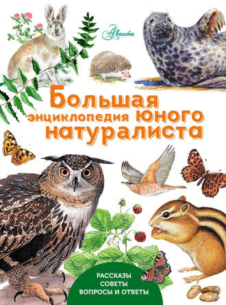 . Большая энциклопедия юного натуралиста