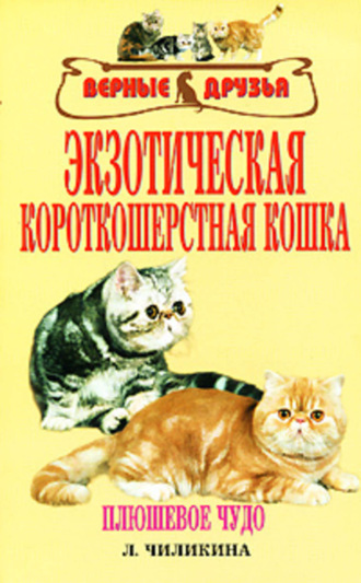 . Экзотическая короткошерстная кошка