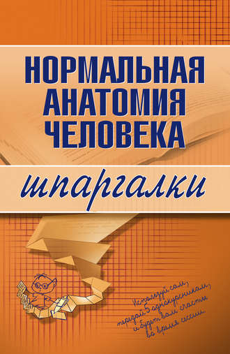 . Нормальная анатомия человека