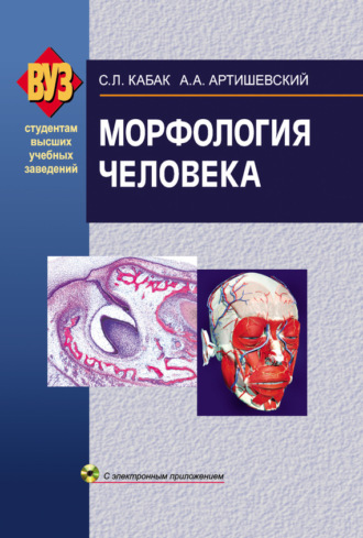 . Морфология человека