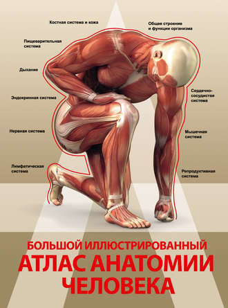 . Большой иллюстрированный атлас анатомии человека