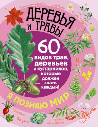 . Деревья и травы. 60 видов трав, деревьев и кустарников, которые должен знать каждый