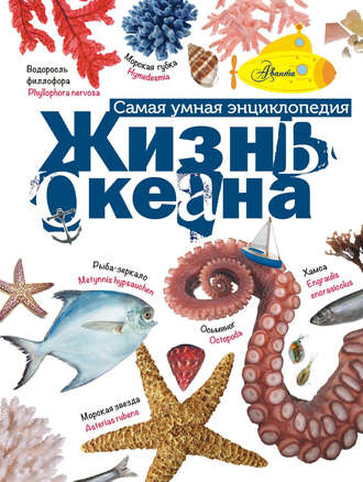 . Жизнь океана