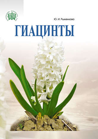Юлия Рыженкова. Гиацинты