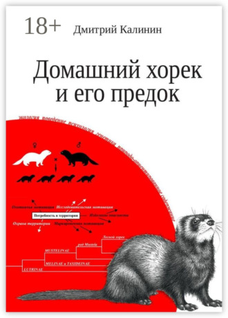 . Домашний хорек и его предок