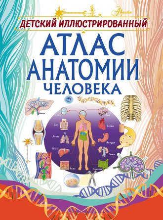 . Детский иллюстрированный атлас анатомии человека