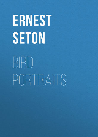 . Bird Portraits