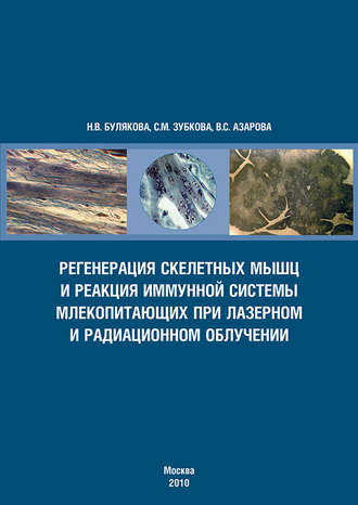 . Регенерация скелетных мышц и реакция иммунной системы млекопитающих при лазерном и радиационном облучении