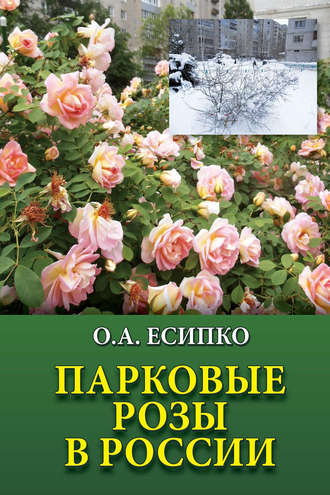 Олег Есипко. Парковые розы в России
