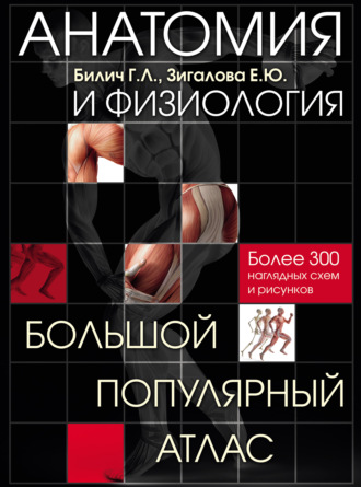 . Анатомия и физиология. Большой популярный атлас