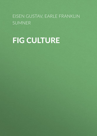 Eisen Gustav. Fig Culture
