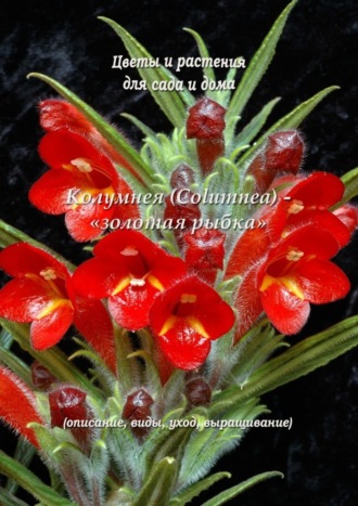 . Колумнея (Columnea) – «золотая рыбка»