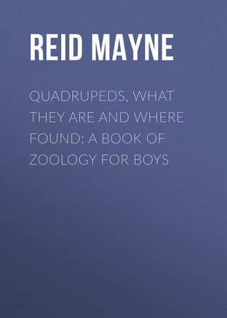 . Quadrupeds, What They Are and Where Found: A Book of Zoology for Boys