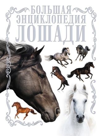 . Лошади. Большая энциклопедия