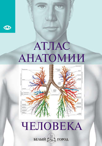 . Атлас анатомии человека. Все органы человеческого тела