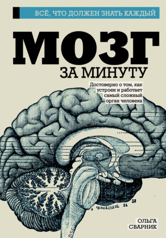 . Мозг за минуту