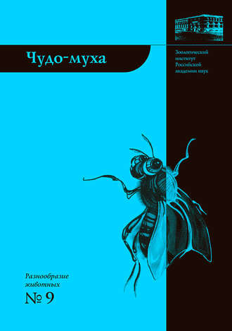 . Чудо-муха