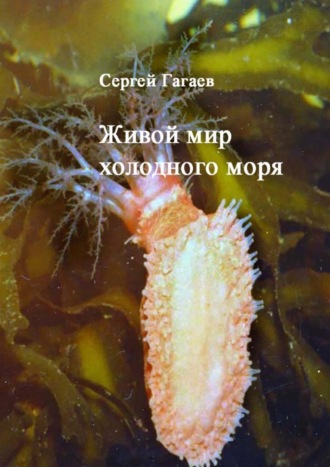 Сергей Юрьевич Гагаев. Живой мир холодного моря