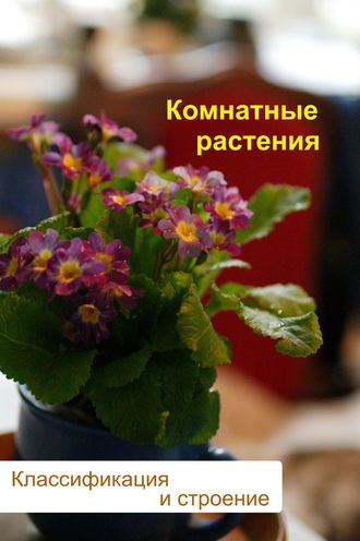 . Комнатные растения. Классификация и строение
