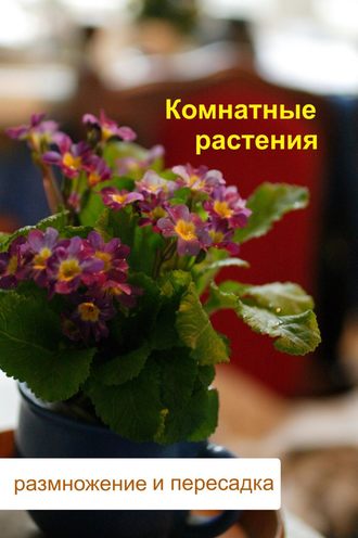 . Комнатные растения. Размножение и пересадка