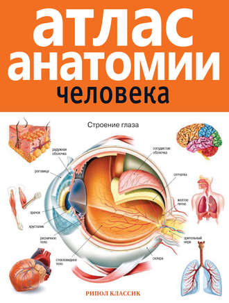 . Атлас анатомии человека
