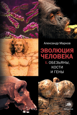 . Обезьяны, кости и гены