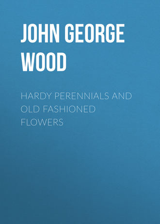 . Hardy Perennials and Old Fashioned Flowers
