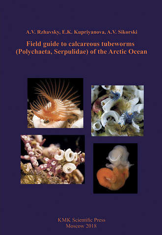 A. V. Sikorski. Field guide to calcareous tubeworms (Polychaeta, Serpulidae) of the Arctic Ocean