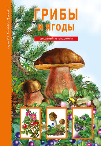 . Грибы и ягоды
