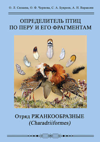 . Определитель птиц по перу и его фрагментам. Отряд Ржанкообразные (Сharadriiformes)