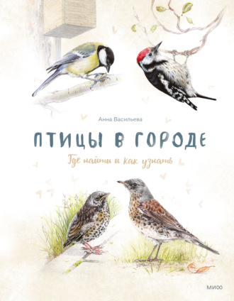 . Птицы в городе. Где найти и как узнать