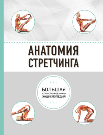 . Анатомия стретчинга
