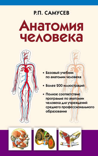 . Анатомия человека