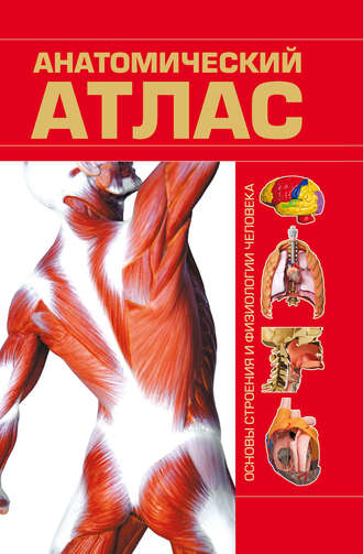 . Анатомический атлас