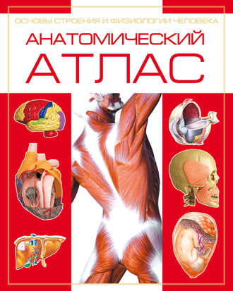 . Анатомический атлас. Основы строения и физиологии человека