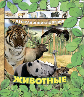 Александра Струк. Животные