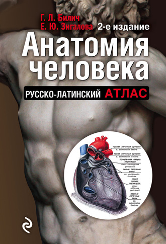 . Анатомия человека. Русско-латинский атлас