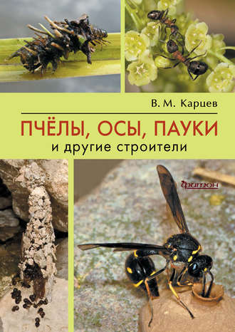 . Пчёлы, осы, пауки и другие строители