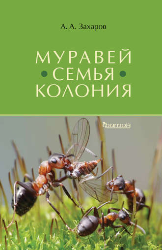 . Муравей. Семья. Колония