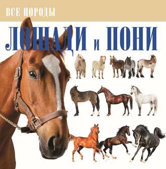 . Лошади и пони