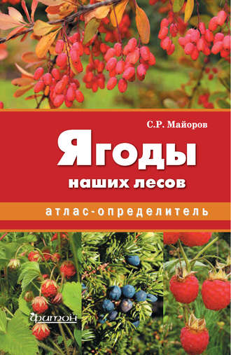 . Ягоды наших лесов
