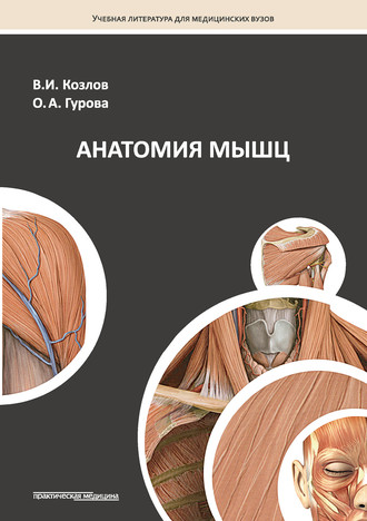 . Анатомия мышц