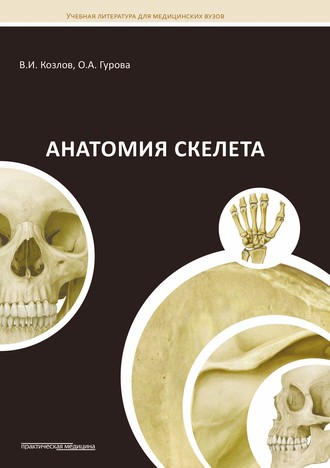 О. А. Гурова. Анатомия скелета