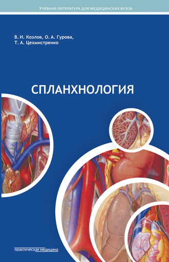 . Спланхнология