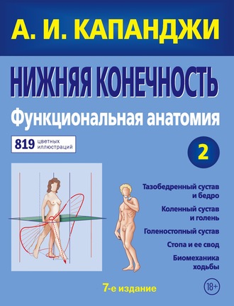 . Нижняя конечность. Функциональная анатомия