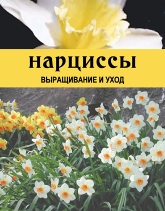 . Нарциссы. Выращивание и уход
