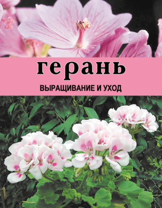 . Герань. Выращивание и уход