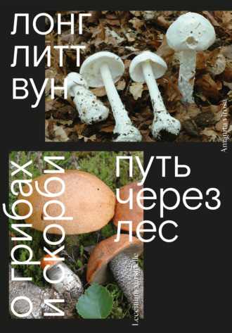 Лонг Литт Вун. Путь через лес. О грибах и скорби